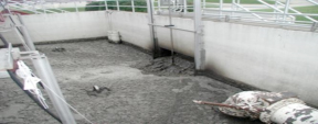 Primary Sludge before it enters the biotower at the O’Fallon Wastewater Treatment Plant (Photo by T. Baker)