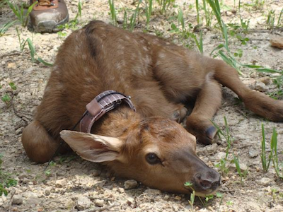 Native Species Restoration: Is Everyone in Favor?